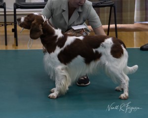 Post Graduate Dog